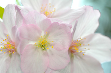 Image showing Sakura, the famouse flower of Japan