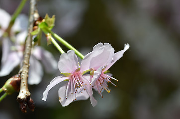 Image showing Beautiful Cherry blossom