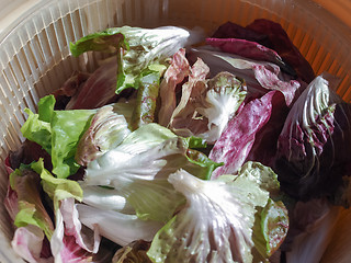 Image showing Red and green lettuce