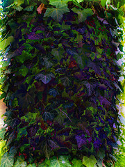 Image showing Ivy plant, psychedelic colors
