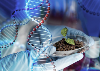 Image showing close up of scientist hands with plant and soil