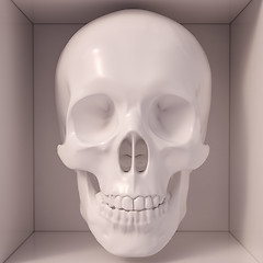 Image showing White skull