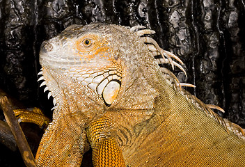 Image showing Iguana iguana