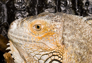 Image showing Iguana iguana