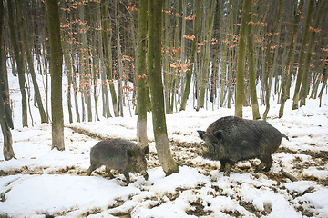 Image showing Wild boars in muddy snow