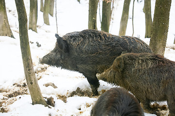 Image showing Three wild hogs in forest