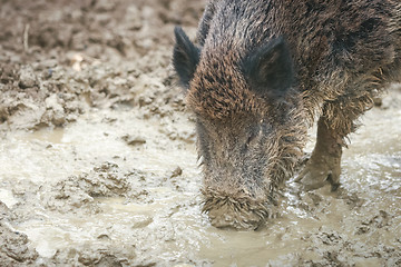 Image showing Wild boar digging mud
