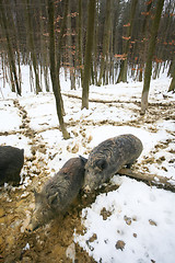 Image showing Wild hogs in muddy forest