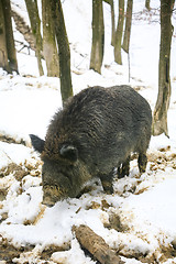 Image showing Wild boar in woods