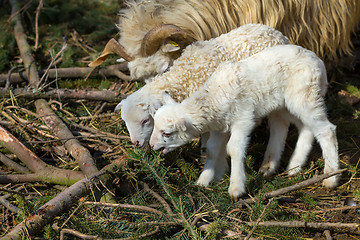 Image showing Sheep with lamb on rural farm