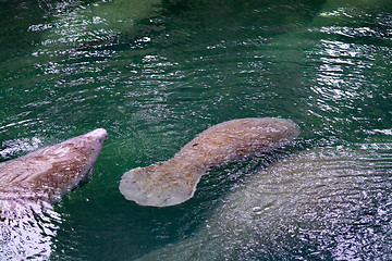 Image showing West Indian Manatee, Blue Spring, Florida, USA