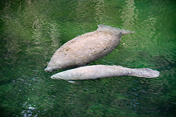 Image showing West Indian Manatee, Blue Spring, Florida, USA