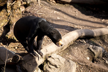 Image showing Malaysian bear or Sun bear 