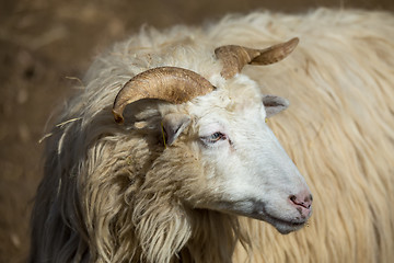 Image showing ram or rammer, male of sheep