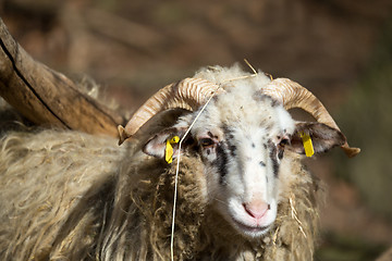 Image showing ram or rammer, male of sheep