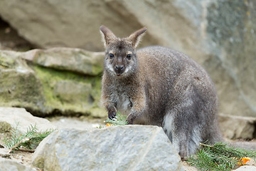 Image showing Closeup of a Red-necked Wallaby