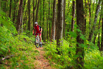 Image showing Rider on Mountain Bicycle it the forest