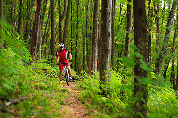 Image showing Rider on Mountain Bicycle it the forest