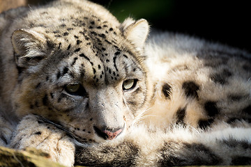 Image showing snow leopard, Irbis Uncia uncia