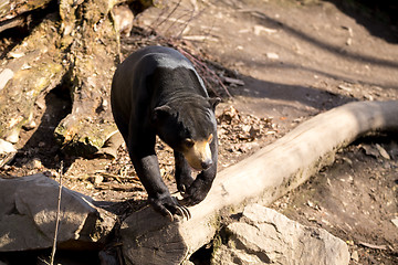 Image showing Malaysian bear or Sun bear 