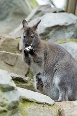 Image showing Closeup of a Red-necked Wallaby