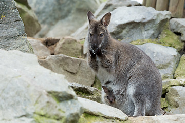 Image showing Closeup of a Red-necked Wallaby