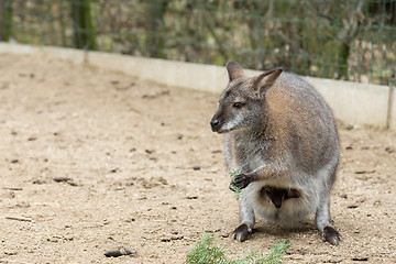 Image showing Closeup of a Red-necked Wallaby