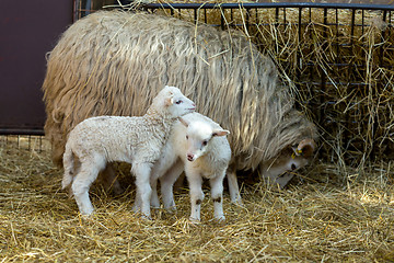 Image showing Sheep with lamb on rural farm