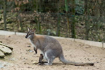 Image showing Closeup of a Red-necked Wallaby