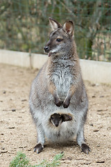 Image showing Closeup of a Red-necked Wallaby