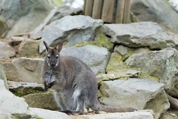 Image showing Closeup of a Red-necked Wallaby