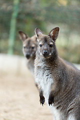 Image showing Closeup of a Red-necked Wallaby