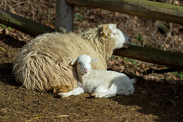 Image showing Sheep with lamb on rural farm