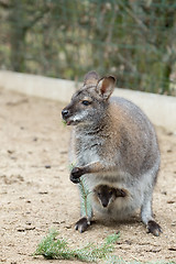 Image showing Closeup of a Red-necked Wallaby