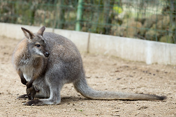 Image showing Closeup of a Red-necked Wallaby