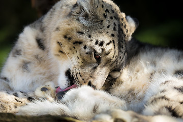 Image showing snow leopard, Irbis Uncia uncia