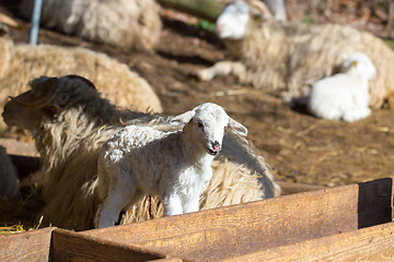 Image showing Sheep with lamb on rural farm