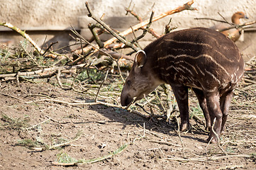 Image showing baby of the endangered South American tapir