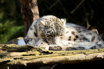 Image showing snow leopard, Irbis Uncia uncia