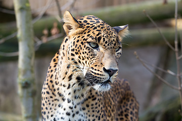 Image showing portrait of Persian leopard