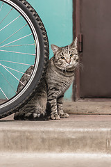 Image showing Grey tabby derelict cat