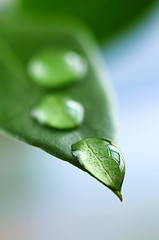 Image showing Green leaf with water drops