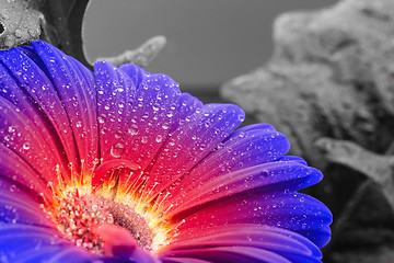 Image showing wet gradient gerbera flower closeup