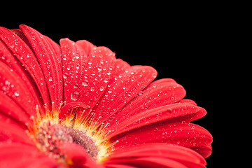 Image showing wet red gerbera flower closeup