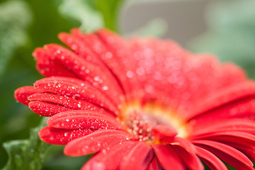 Image showing wet red gerbera flower closeup