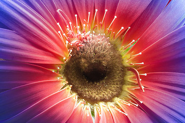 Image showing vibrant colored gerbera flower closeup