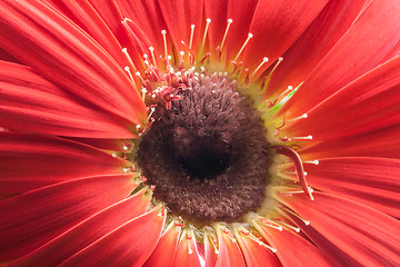 Image showing red gerbera flower closeup