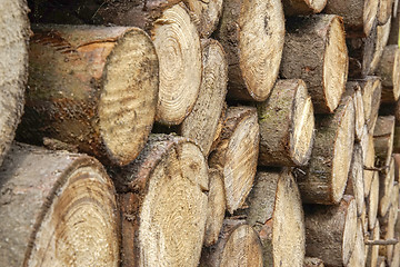 Image showing stacked tree trunks