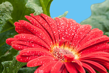 Image showing wet red gerbera flower closeup