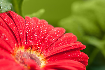 Image showing wet red gerbera flower closeup